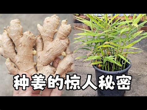 老薑種植盆栽|我想種植老薑